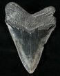 Sharply Serrated Megalodon Tooth #17529-2